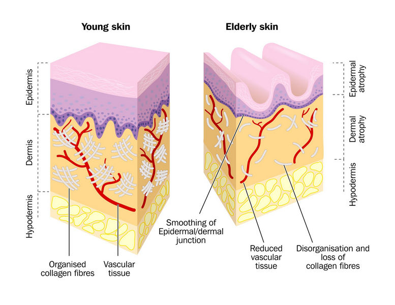 ageing skin processes