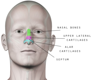 Coco Ruby Blog - Nose Anatomy Guide for Nose Aesthetics and Beauty Bone and Cartilage Nose Anatomy